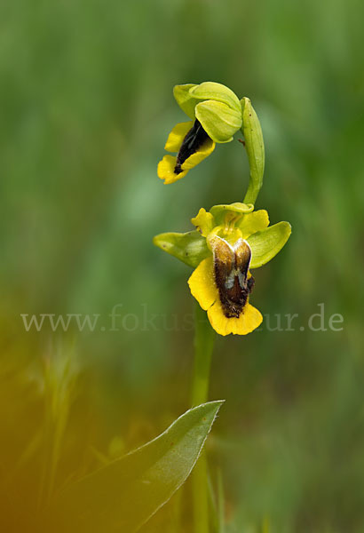 Gelbe Ragwurz (Ophrys lutea)