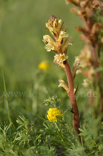 Gelbe Sommerwurz (Orobanche lutea)