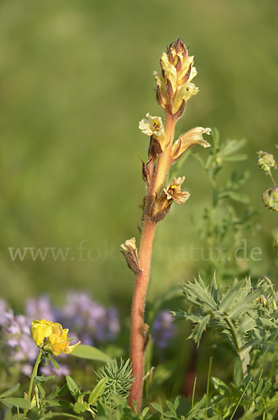 Gelbe Sommerwurz (Orobanche lutea)