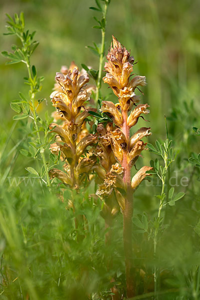 Gelbe Sommerwurz (Orobanche lutea)