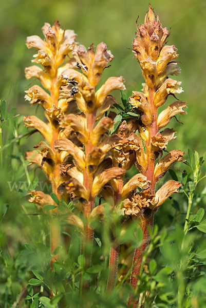 Gelbe Sommerwurz (Orobanche lutea)