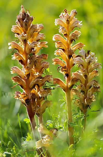 Gelbe Sommerwurz (Orobanche lutea)