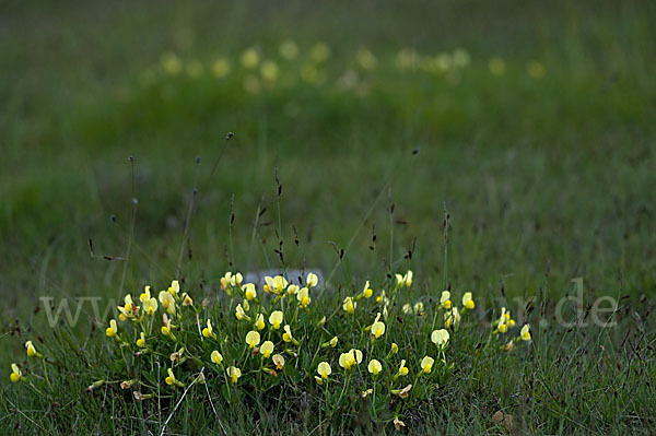 Gelbe Spargelerbse (Tetragonolobus maritimus)