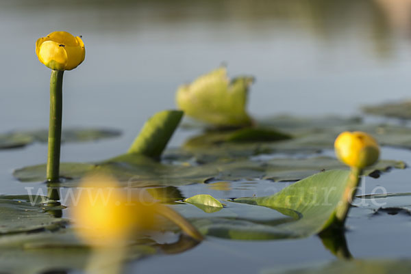 Gelbe Teichrose (Nuphar lutea)
