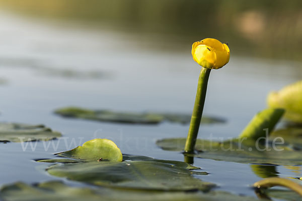 Gelbe Teichrose (Nuphar lutea)