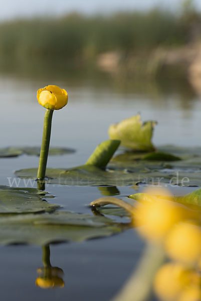 Gelbe Teichrose (Nuphar lutea)