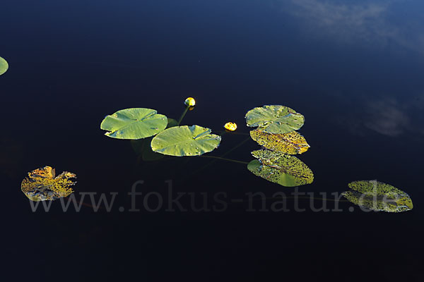 Gelbe Teichrose (Nuphar lutea)