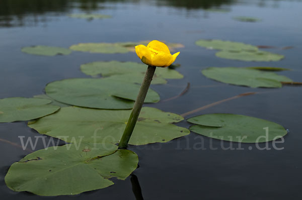 Gelbe Teichrose (Nuphar lutea)