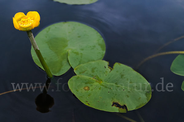 Gelbe Teichrose (Nuphar lutea)