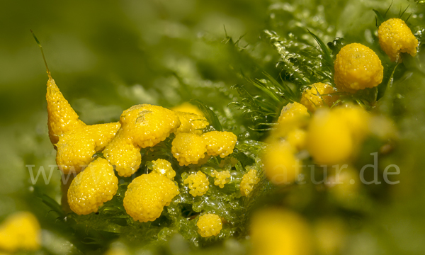 Gelber Eierschleimpilz (Physarum virescens)