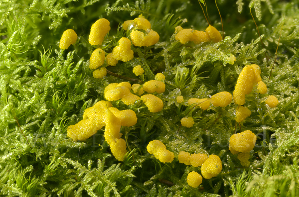 Gelber Eierschleimpilz (Physarum virescens)