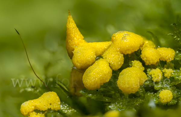 Gelber Eierschleimpilz (Physarum virescens)