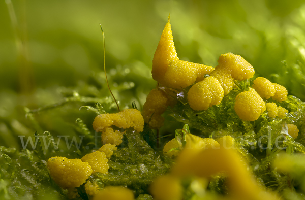 Gelber Eierschleimpilz (Physarum virescens)