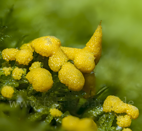 Gelber Eierschleimpilz (Physarum virescens)