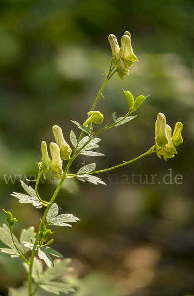 Gelber Eisenhut (Aconitum lycoctonum)