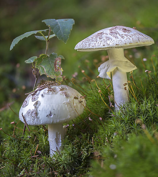 Gelber Knollenblätterpilz (Amanita citrina)