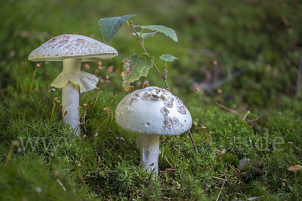 Gelber Knollenblätterpilz (Amanita citrina)