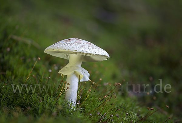 Gelber Knollenblätterpilz (Amanita citrina)