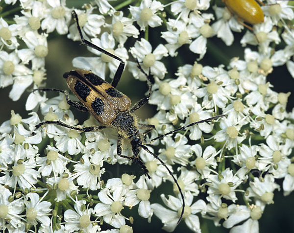 Gelber Vierfleckbock (Pachyta quadrimaculata)