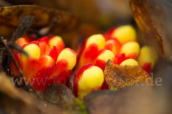 Gelber Zistrosenwürger (Cytinus hypocistis)