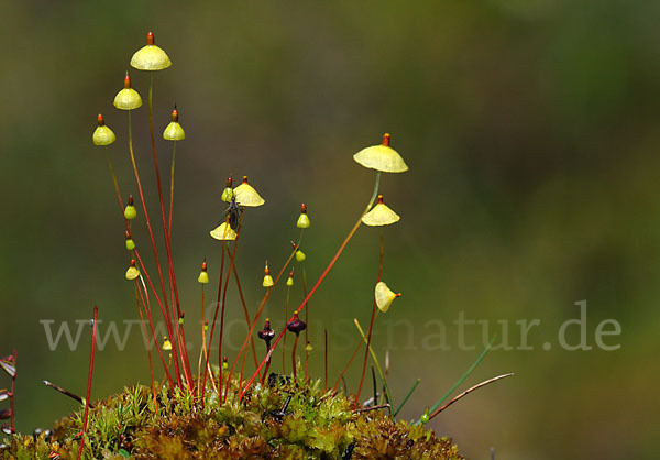 Gelbes Schirmmoos (Splachnum luteum)