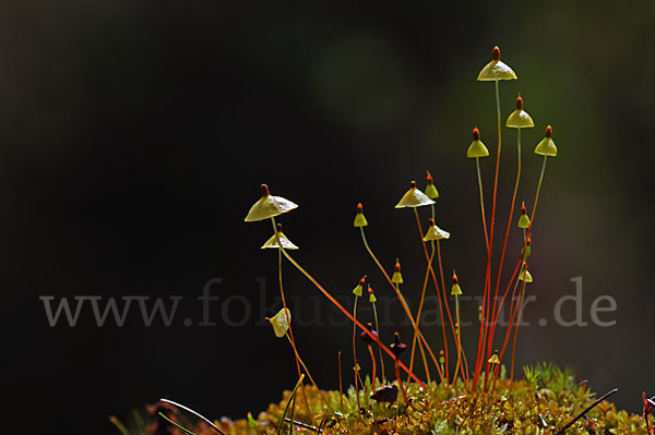 Gelbes Schirmmoos (Splachnum luteum)