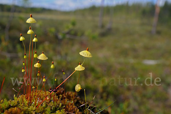 Gelbes Schirmmoos (Splachnum luteum)