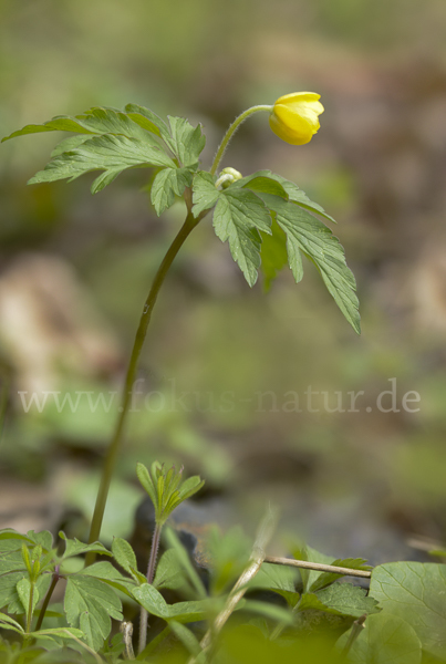 Gelbes Windröschen (Anemone ranunculoides)