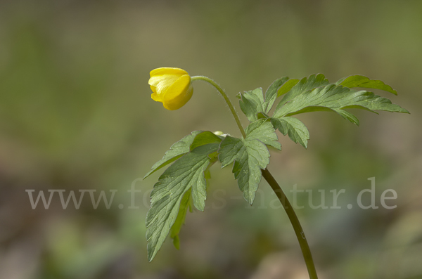 Gelbes Windröschen (Anemone ranunculoides)