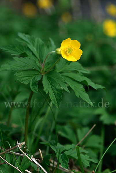 Gelbes Windröschen (Anemone ranunculoides)