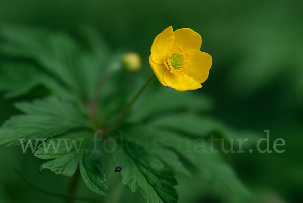 Gelbes Windröschen (Anemone ranunculoides)