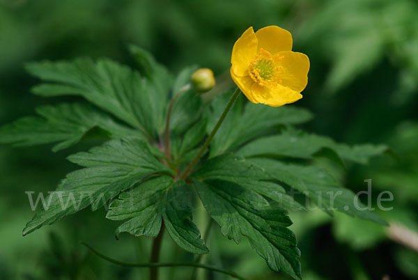 Gelbes Windröschen (Anemone ranunculoides)