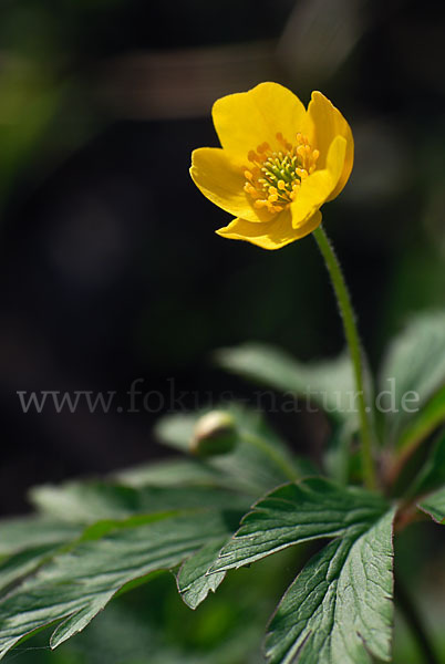 Gelbes Windröschen (Anemone ranunculoides)