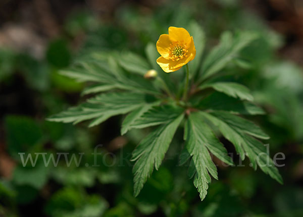 Gelbes Windröschen (Anemone ranunculoides)