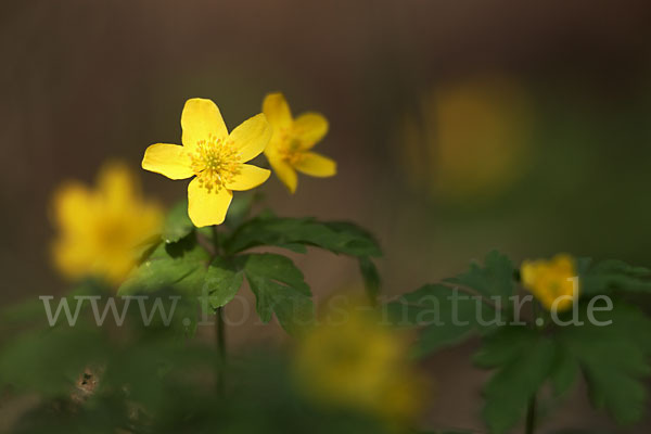 Gelbes Windröschen (Anemone ranunculoides)