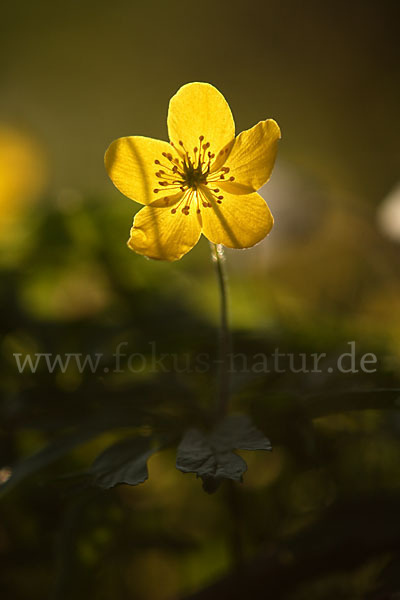 Gelbes Windröschen (Anemone ranunculoides)