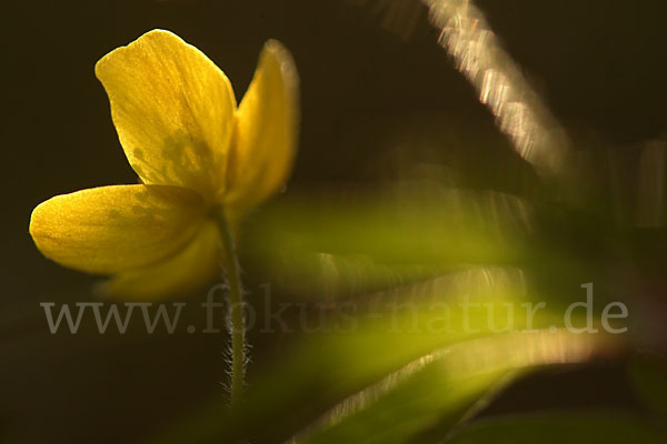 Gelbes Windröschen (Anemone ranunculoides)