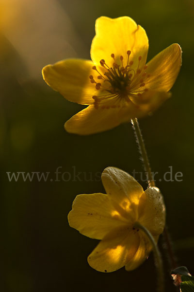 Gelbes Windröschen (Anemone ranunculoides)