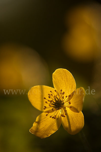 Gelbes Windröschen (Anemone ranunculoides)