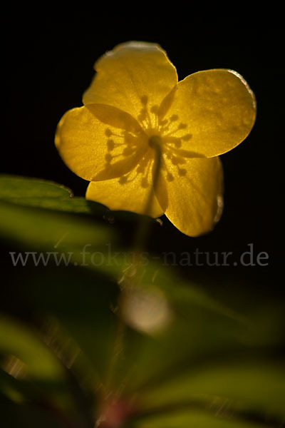 Gelbes Windröschen (Anemone ranunculoides)