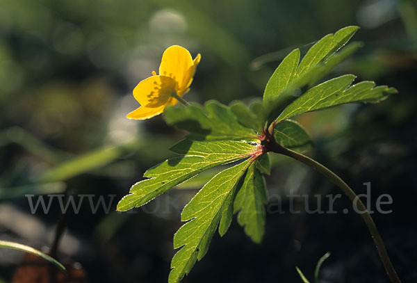 Gelbes Windröschen (Anemone ranunculoides)