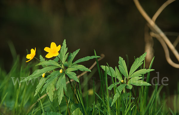 Gelbes Windröschen (Anemone ranunculoides)