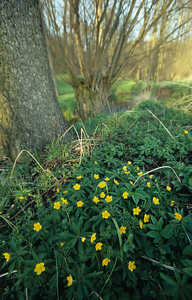 Gelbes Windröschen (Anemone ranunculoides)