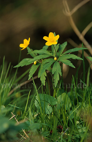 Gelbes Windröschen (Anemone ranunculoides)