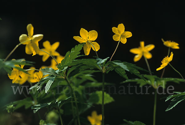 Gelbes Windröschen (Anemone ranunculoides)