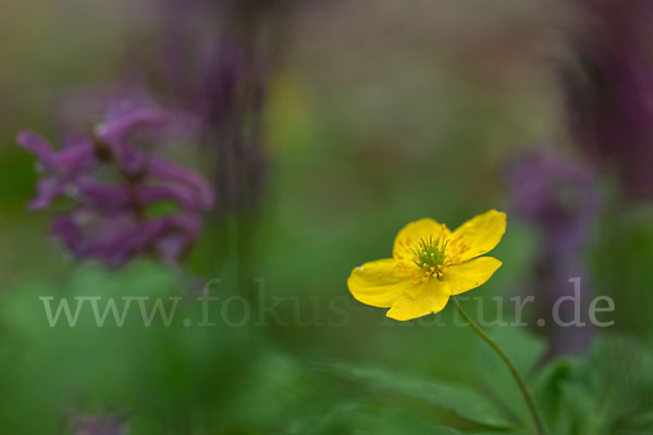 Gelbes Windröschen (Anemone ranunculoides)