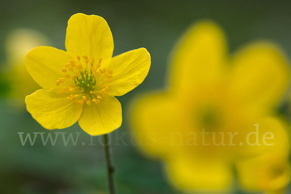 Gelbes Windröschen (Anemone ranunculoides)