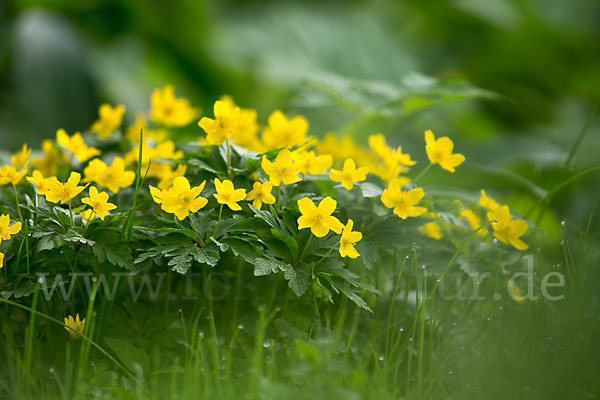 Gelbes Windröschen (Anemone ranunculoides)