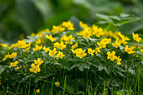 Gelbes Windröschen (Anemone ranunculoides)