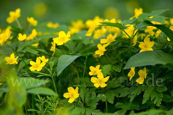 Gelbes Windröschen (Anemone ranunculoides)